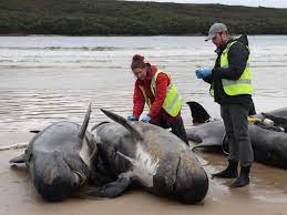 پرسنل خدمات حیات وحش ایالت تاسمانی لاشه نهنگ‌های پایلوت را پس از اینکه روز گذشته در ساحل غربی مک‌کواری هدز در ساحل غربی تاسمانی پیدا شدند، در 23 سپتامبر 2022 بررسی می‌کنند.